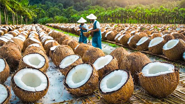 Rows of halved coconuts drying outdoors with workers in hats in tropical setting