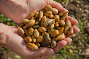 Hands holding assorted tree nuts, highlighting nut allergies, allergy-friendly snacks